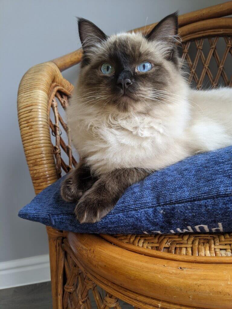 Mr-Fudge-sitting-on-a-cushion